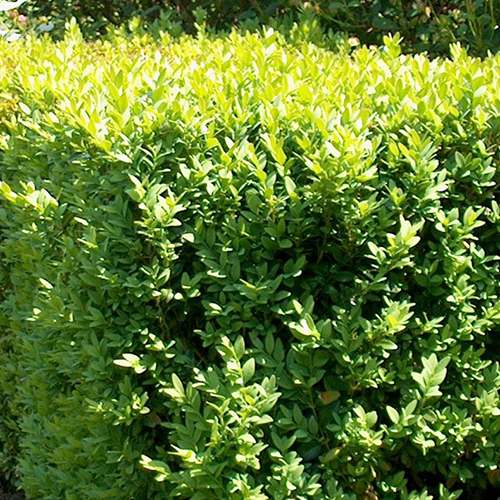 Buxus Sempervirens