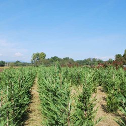campo_leylandii