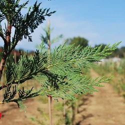 Campo coltivazione siepi laylandii