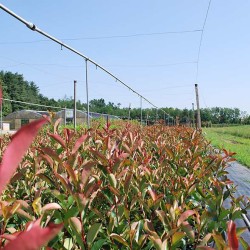 Campo Fotinia Red Robin