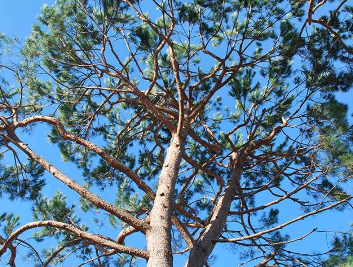 Manutenzione giardino - potatura alberi
