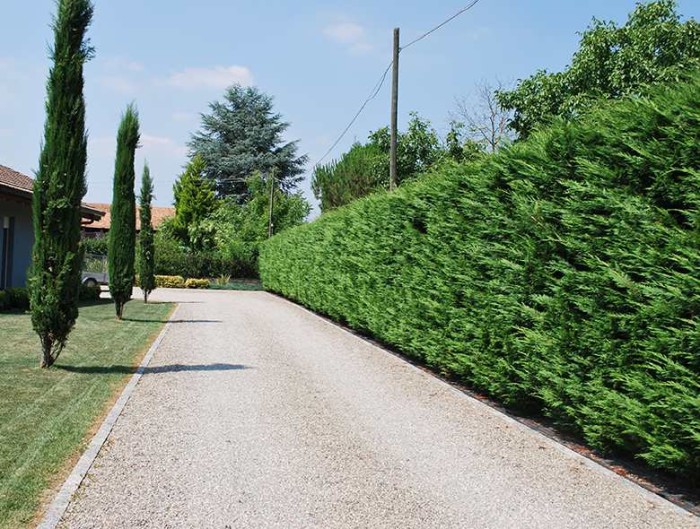 Pianta da siepe Laylandii